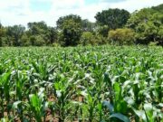 Group to petition YEA over squandered maize farm funds