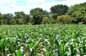 Group to petition YEA over squandered maize farm funds