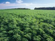 Ghana to begin licensing for medicinal and industrial cannabis cultivation