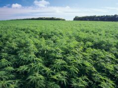Ghana to begin licensing for medicinal and industrial cannabis cultivation