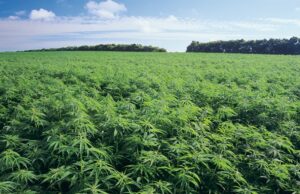 Ghana to begin licensing for medicinal and industrial cannabis cultivation