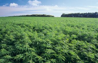 Ghana to begin licensing for medicinal and industrial cannabis cultivation