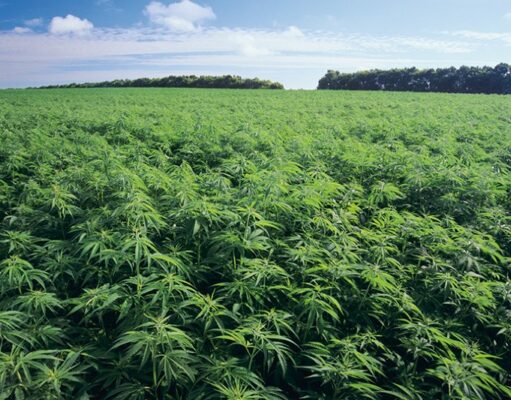 Ghana to begin licensing for medicinal and industrial cannabis cultivation