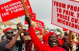 Cocoa farmers to drag Govt to court over pricing standoff